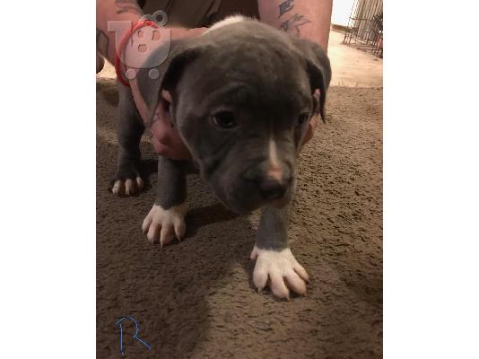 PoulaTo: PITBULL