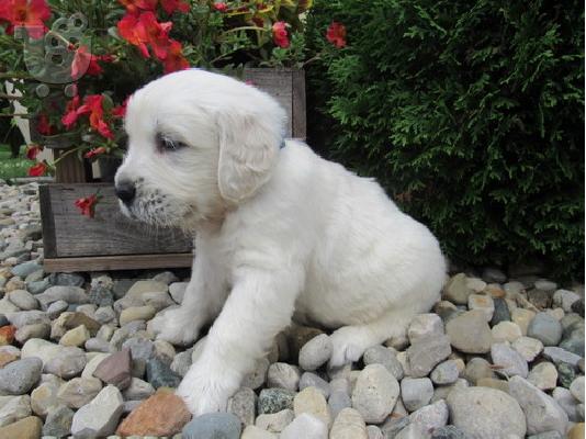 PoulaTo: Golden Retriever
