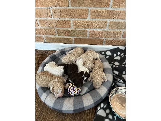 Lagotto Romagnolo κουτάβια