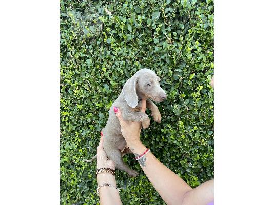 Νάνος Dachshund εξωτικού χρώματος