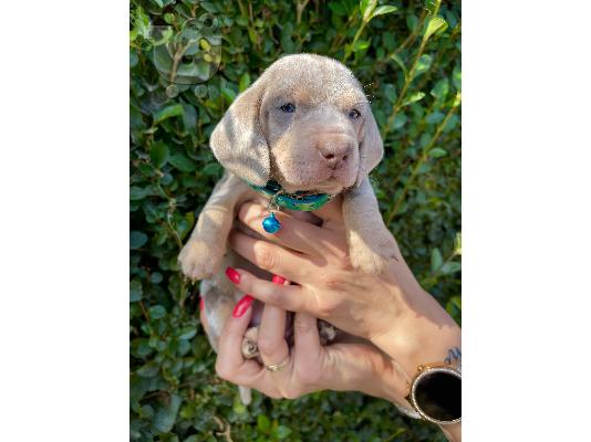 Νάνος Dachshund κουτάβια εξωτικού χρώματος