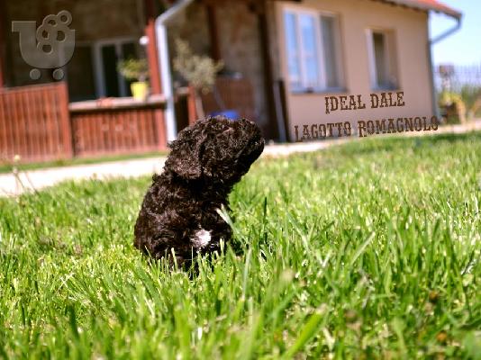 Lagotto Romagnolo κουτάβια