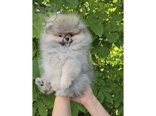 Pomeranian Spitz κουτάβια