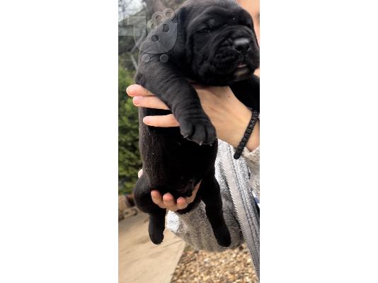PoulaTo: Νοτιοαφρικανικό Mastiff Boerboel κουτάβια προς πώληση