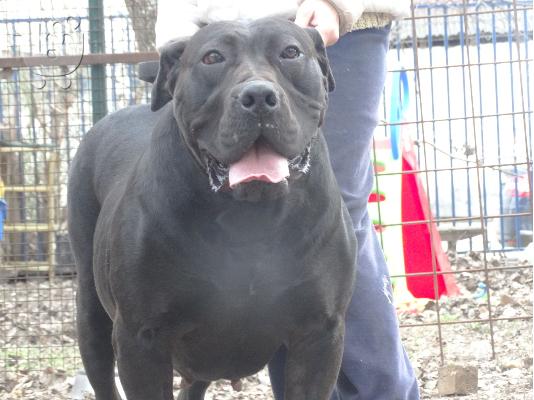 Νοτιοαφρικανικό Mastiff Boerboel κουτάβια προς πώληση