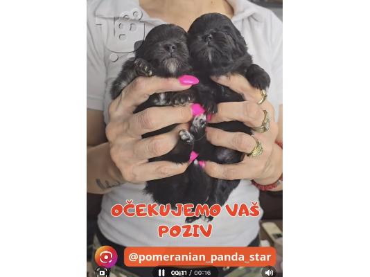 Pomeranian Γιούχα κουτάβια