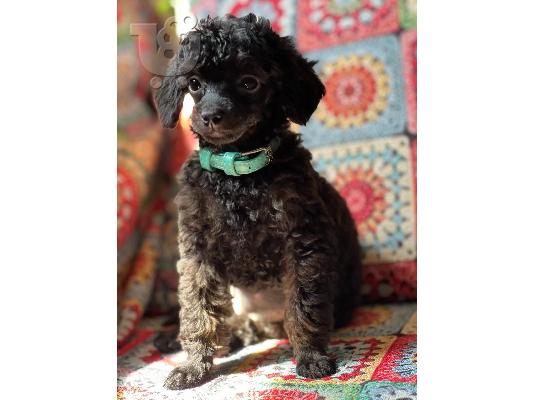 Μικροσκοπικά κουτάβια Poodle