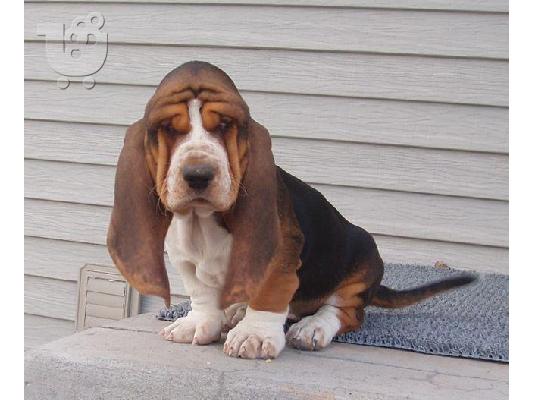 PoulaTo: Κουτάβια Basset Hound.