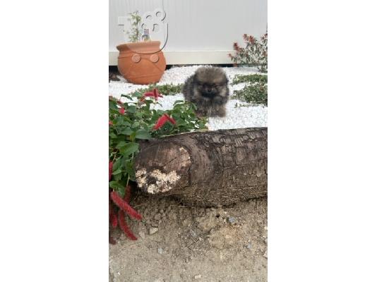 Pomeranian, κουτάβια
