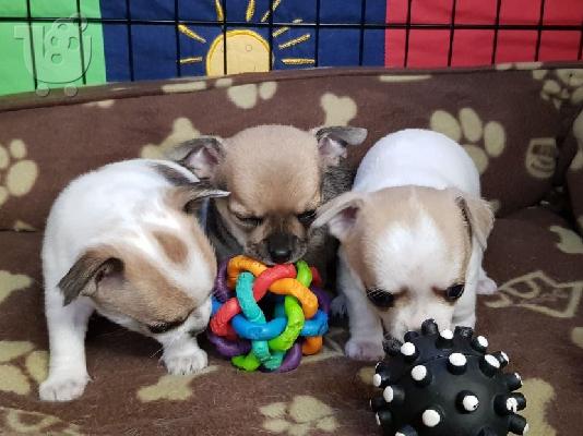 AKC Chihuahua Puppies