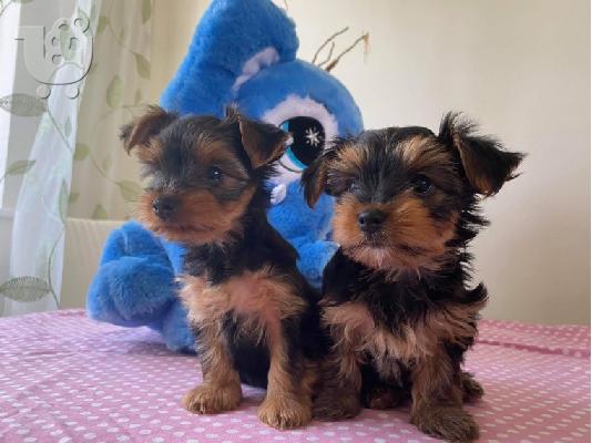 κουτάβια yorkies