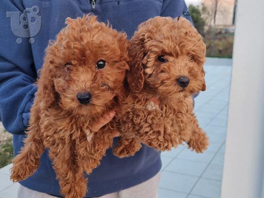 PoulaTo: Poodle apricot mini - Κανίς βερυκοκί μίνι