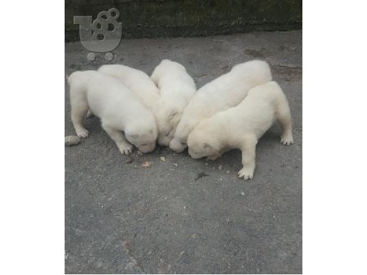 PoulaTo: Ποιμενικός Κεντρικής Ασίας – 380 euro Real Foto!