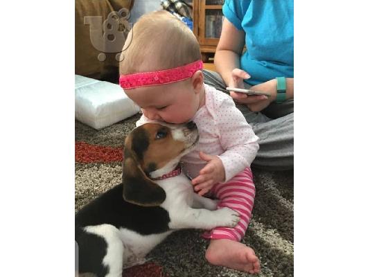 PoulaTo: 7 όμορφα εγγεγραμμένα Kc κουτάβια Beagle.