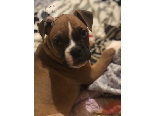 boxer αρσενικο