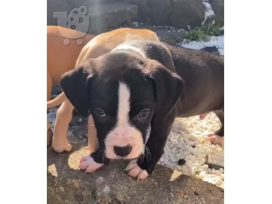 PoulaTo: Pitbull