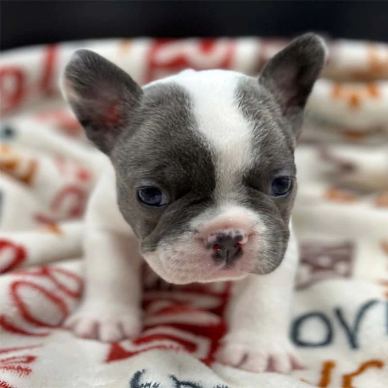 PoulaTo: French bulldog