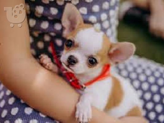 PoulaTo: Kc Εγγεγραμμένος Chihuahua Dog