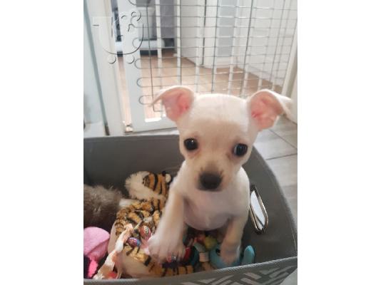 Chihuahua σκυλιά και κουτάβια προς πώληση