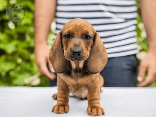 Standard Dachshund κουτάβια