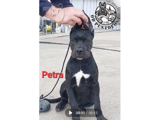 Cane Corso κουτάβια