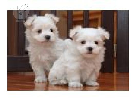 AMAZING MALTESE PUPPIES AVAILABLE