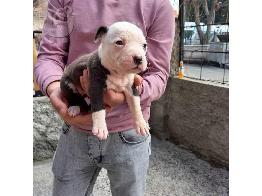 Pit Bull - 