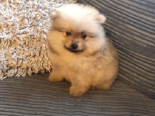 PoulaTo: X μάζα τσαγιού Pomeranian κουτάβια