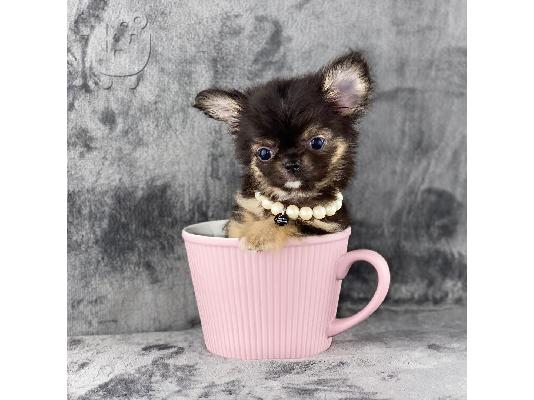 κουτάβια chihuahua
