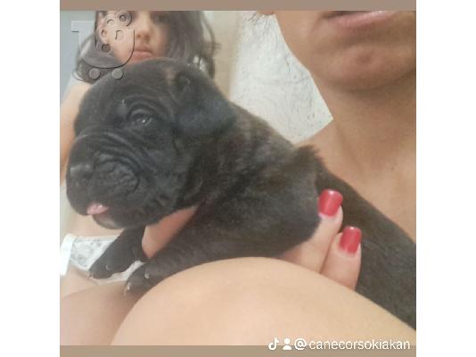 Cane Corso κουτάβια