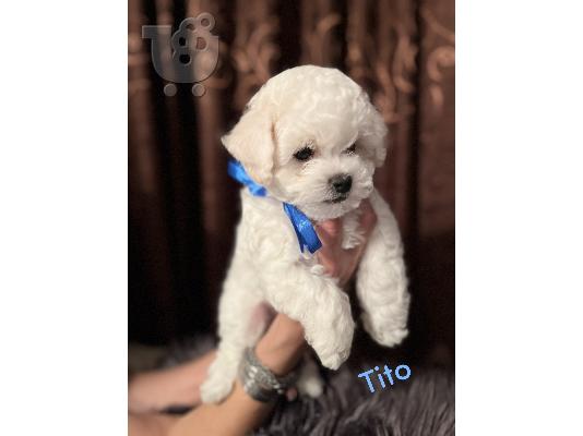 Bichon Frize κουτάβια