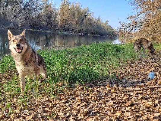 Τσεχοσλοβακικός λυκόσκυλος κουτάβια