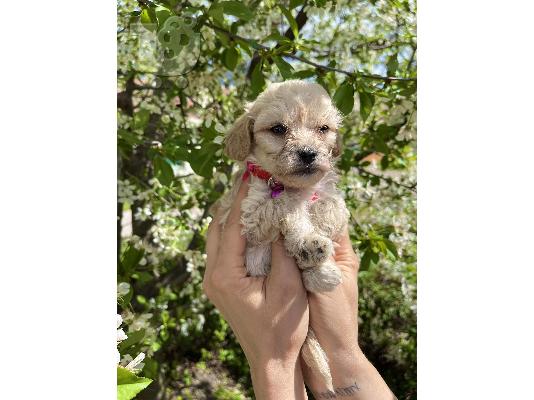 PoulaTo: Maltipoo κουτάβια + δώρο