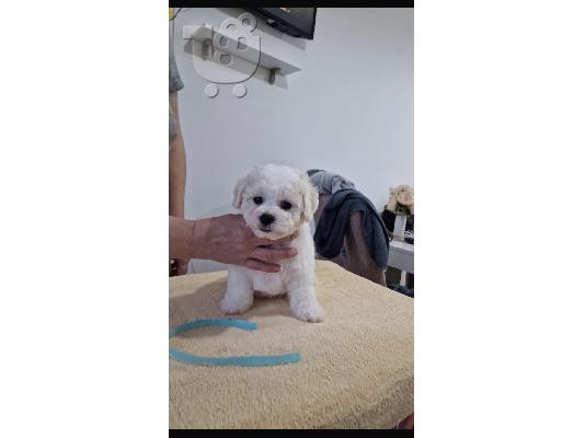 PoulaTo: Bichon Frize κουτάβια