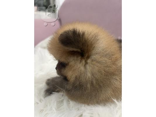 Pomeranian BOO κουτάβια