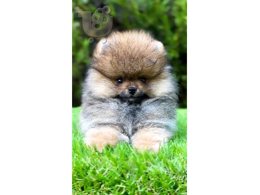 PoulaTo: Αρσενικά Pomeranian (BOO).