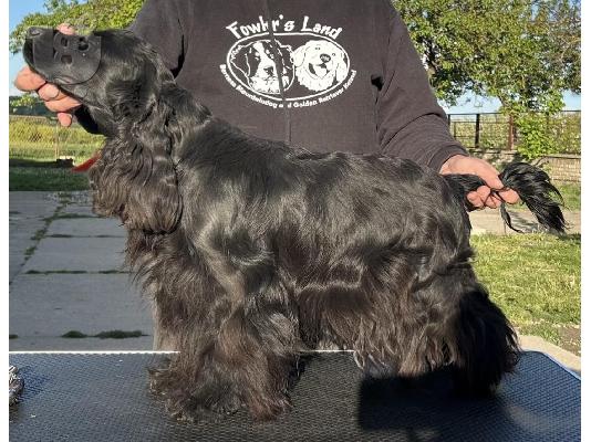 Κουτάβια English Cocker Spaniel