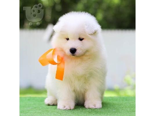 Πώληση κουτάβια Samoyed.