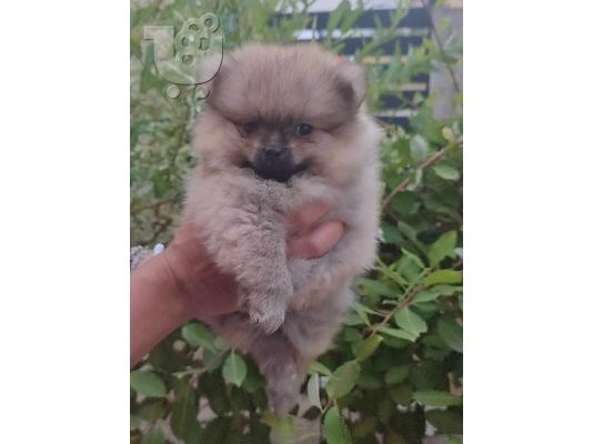 PoulaTo: Pomeranian όμορφα κουτάβια