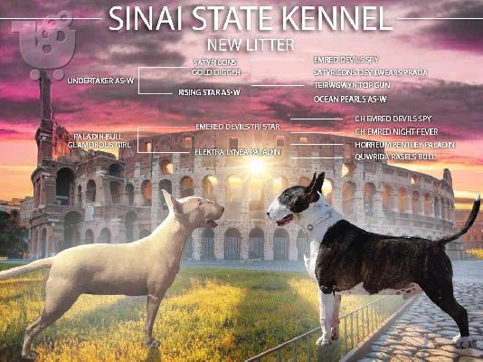 PoulaTo: Bull Terrier κουτάβια προς πώληση