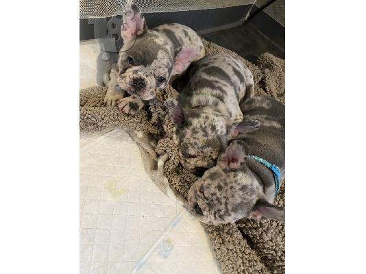 PoulaTo: French bulldog Hyena