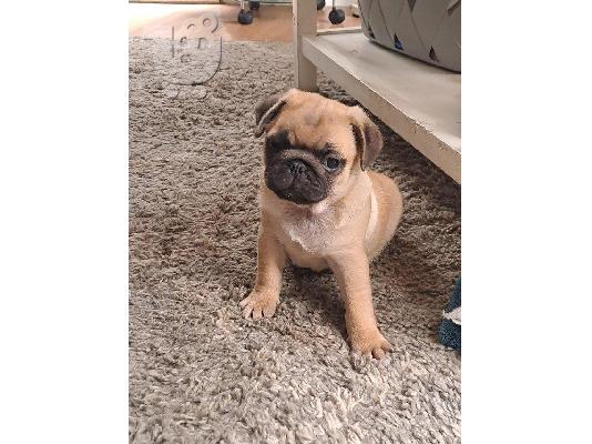 PoulaTo: Pug κουτάβια προς πώληση