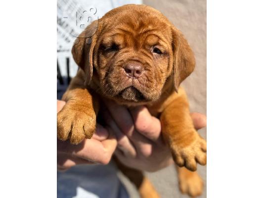 PoulaTo: Dogue de Bordeaux κουτάβια