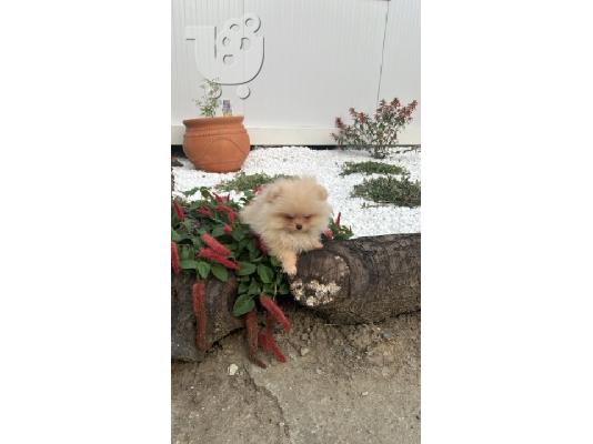 PoulaTo: Pomeranian, κουτάβια