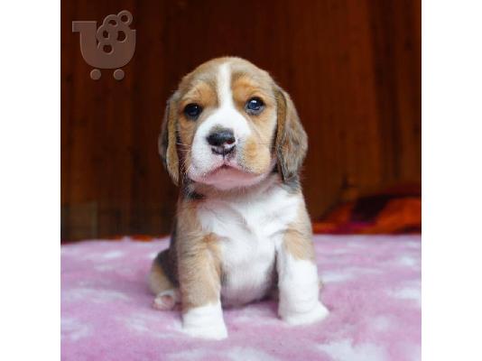 Διαθέσιμα κουτάβια Beagle