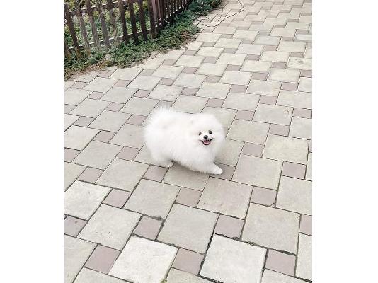 PoulaTo: Δύο φοβερά κουτάβια Pomeranian για Rehoming