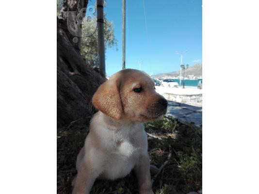 labrador koutavakia
