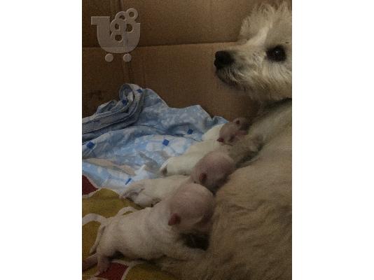 PoulaTo: πωλουνται westie καθαρόαιμα 450.00