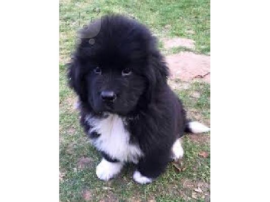 Newfoundland Puppies Υγείας Δοκιμασμένους Γονείς
