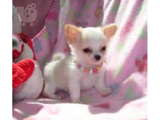 PoulaTo: Lovely κουτάβια Chihuahua προς πώληση